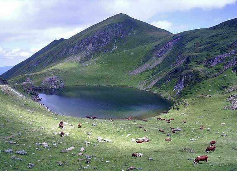 Etang d'Areau - @ Michelotti Robert Vue de l’étang d’Areau en présence des vache...