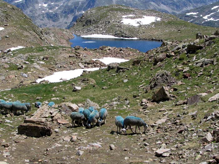 Lac de la Fache supérieur - @ F. Bres Lac de la Fache supérieur