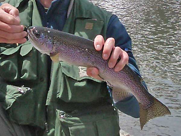 Trucha Arco Iris